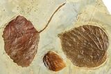 Plate with Four Fossil Leaves (Three Species) - Montana #262775-2